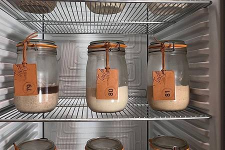 In einem Kühlschrank in der weltweit einzigen Sauerteig-Bibliothek stehen Gläser mit Sauerteige.