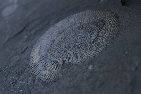 Schiefernplatte mit Ammonit